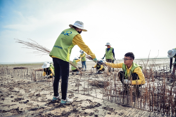 지난 8월 하기노르 지역에서 실시된 내몽고 사막화 방지사업 ‘현대그린존 프로젝트’에서 봉사단이 사막화 방지 활동을 하고 있다. <사진=현대차그룹>