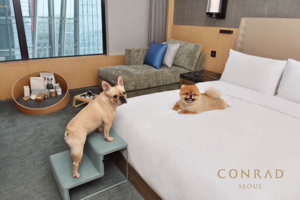 콘래드 서울 호텔 반려동물 패키지. 객실에 들어온 강아지들이 휴식을 취하고 있다. <사진=콘래드서울>
