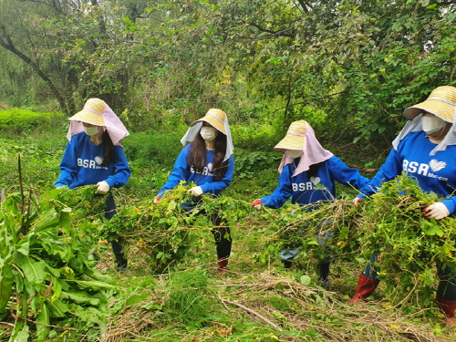 bhc치킨 해바라기 봉사단원들이 25일 서울 영등포구 여의샛강생태공원에서 유해식물 제거작업을 하고 있다. 