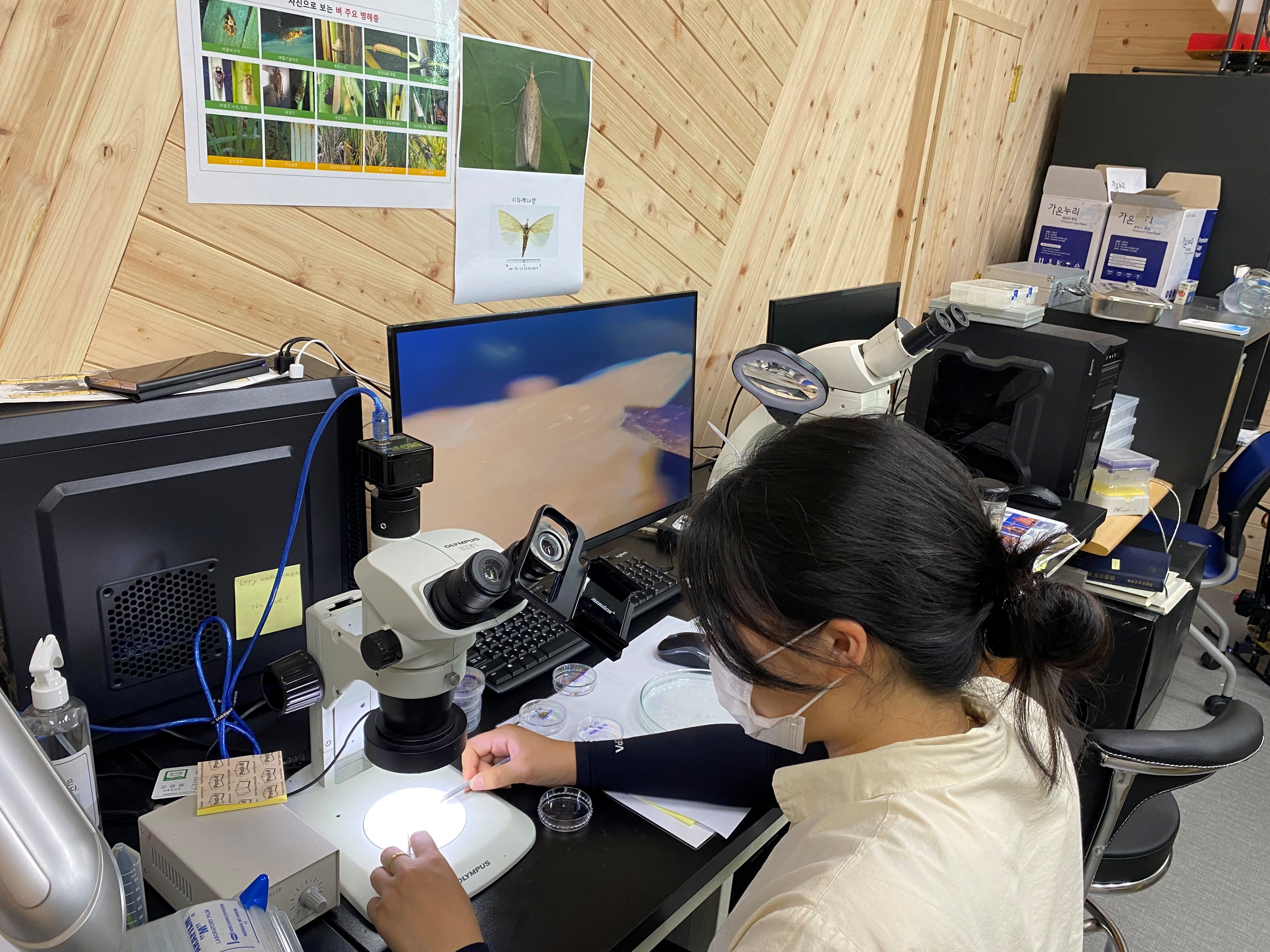 함평군 농업기술센터 관계자가 현미경으로 꽃눈분화 검사를 실시하고 있다.<사진=함평군>