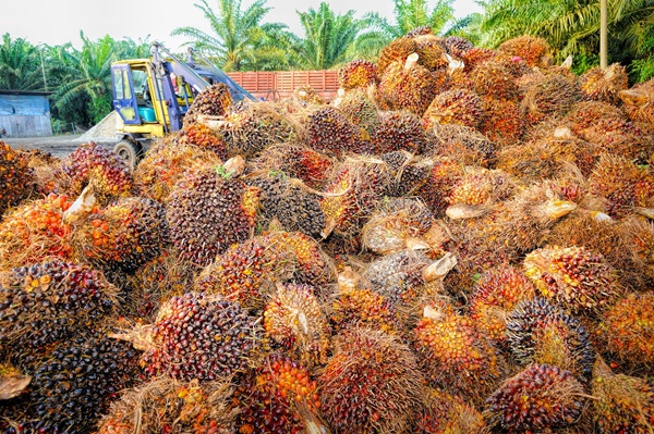 인도네시아 팜 농장에서 수확된 팜 열매<사진=Pixbay>